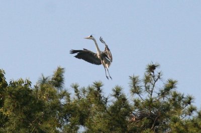 Gray heron coming to roost, Hiroshima