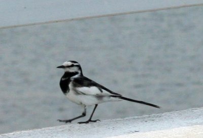 White wagtail, Japan