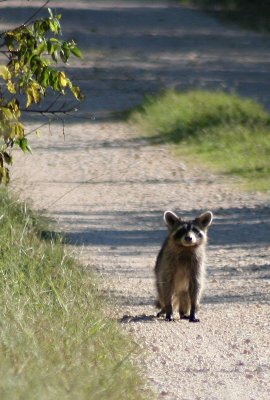 Procyonidae: Raccoons, coatis, etc.