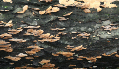 Forest mushroom, Illinois