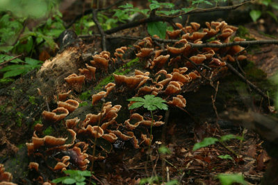 Forest mushroom, Illinois