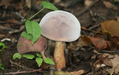 Forest mushroom, Illinois