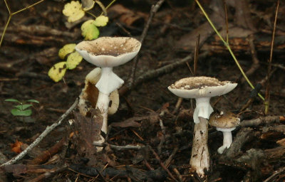 Forest mushroom, Illinois