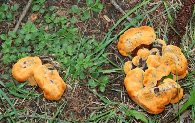 Forest mushroom, Illinois