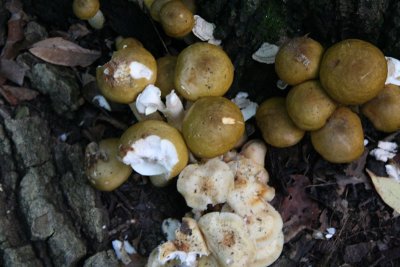 Forest mushroom, Illinois