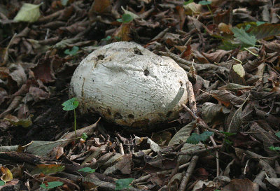 Giant puffball, Illinois