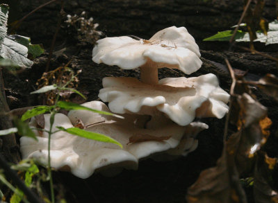 Oyster mushrooms, Illinois