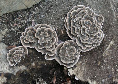 Bracket fungi, Illinois