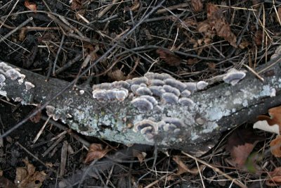 Bracket fungi, Illinois