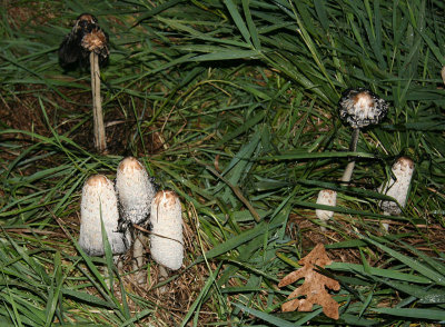 Inky cap mushroom, Illinois