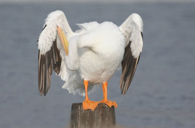 American White Pelican preening
