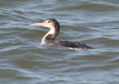 CommonLoon