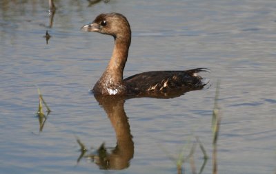 Pied-billed Grebe