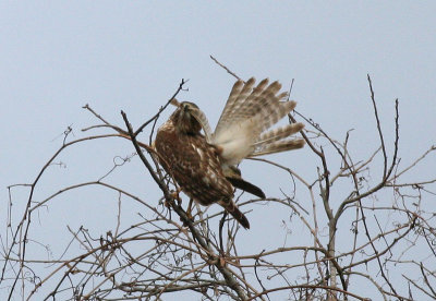 Red-tailed hawk preening