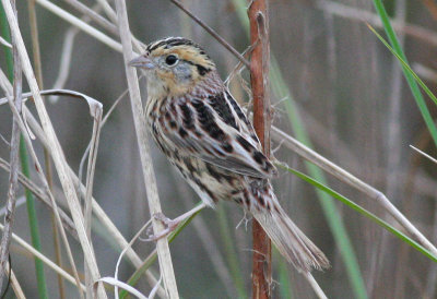 Le Conte's Sparrow