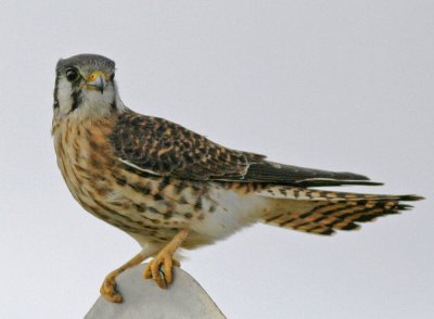 American Kestrel