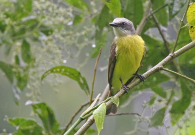 Gray-capped Flycatcher