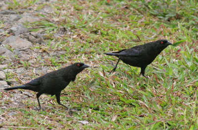 Bronzed Cowbirds