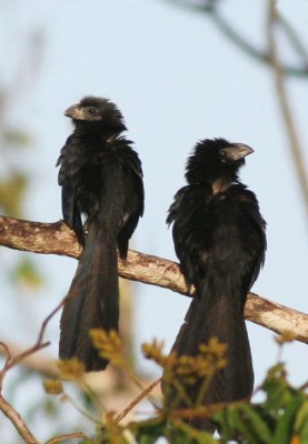 Groove-billed Ani