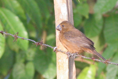 Thick-billed Seed Fnch