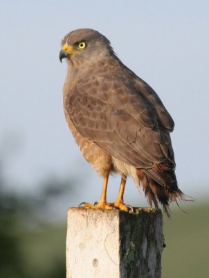 Roadside Hawk