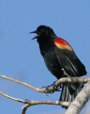 Costa Rican Redwing Blackbird