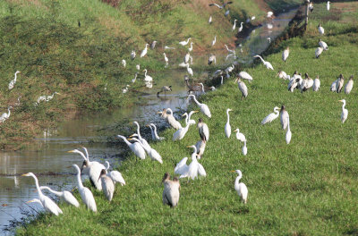 Cano Negro birds