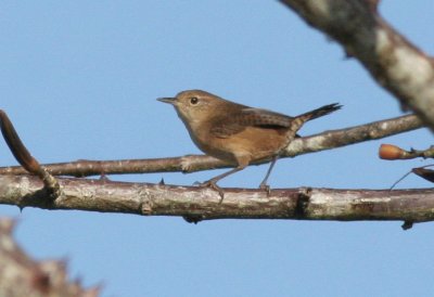 House Wren