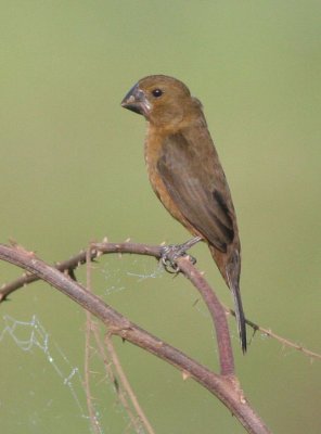Nicaraguan Seed Finch