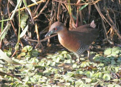 Red-breasted Crake