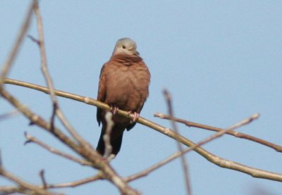 Ruddy Ground-dove