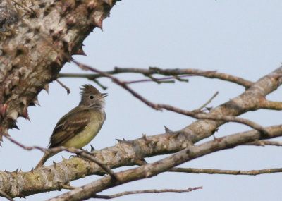 Yellow-bellied Elaenia