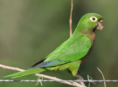 Olive-throated Parakeet