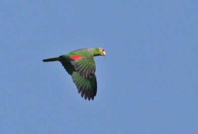 Red-lored Parrot