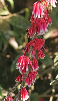 Flower of Costa Rica