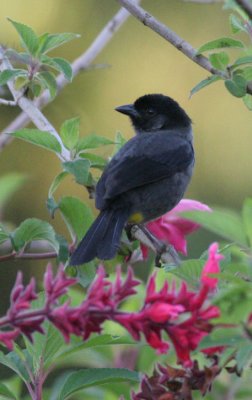 Yellow-thighed Finch