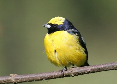 Yellow-crowned Euphonia