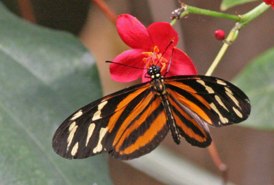 Butterflies of Costa Rica and Panama