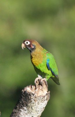 Brown-hooded Parrot