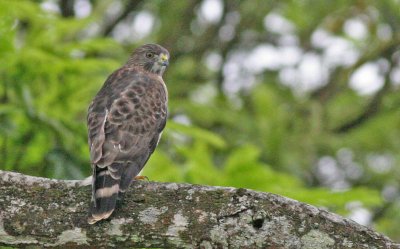 Broad-winged Hawk