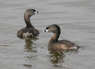 Pied-billed Grebes