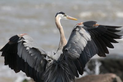 Great Blue Heron