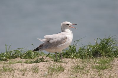 20080322_4808-gull.jpg