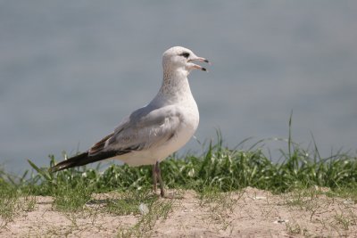 20080322_4814-gull.jpg