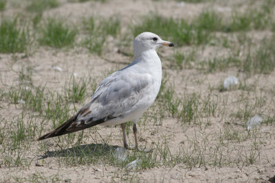 20080322_4818-gull.jpg