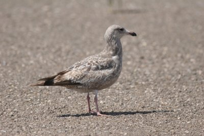 20080322_4823-gull.jpg