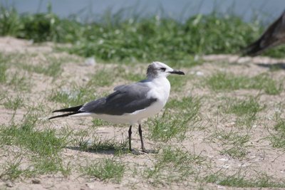 20080322_4853-gull.jpg