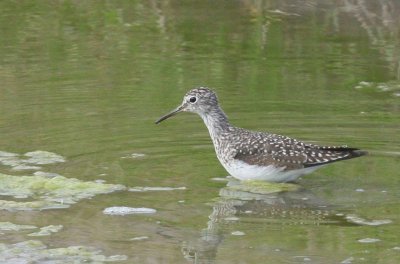 Solitary sandpiper