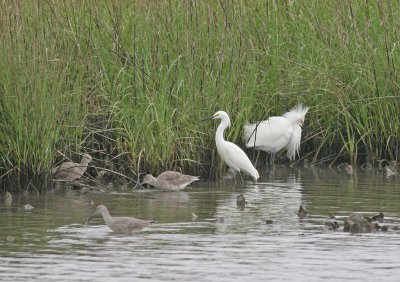 Snowy Egrets and friends