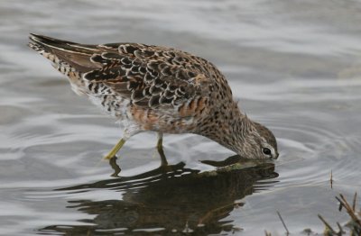 Long-billed Dowitcher